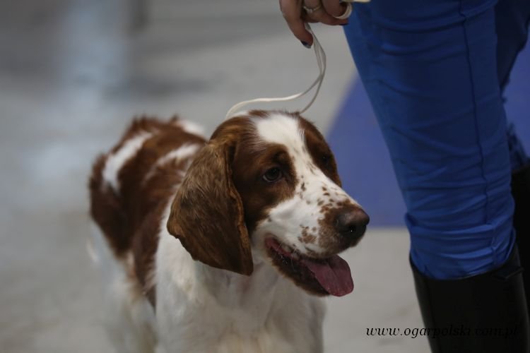 Springer spaniel walijski