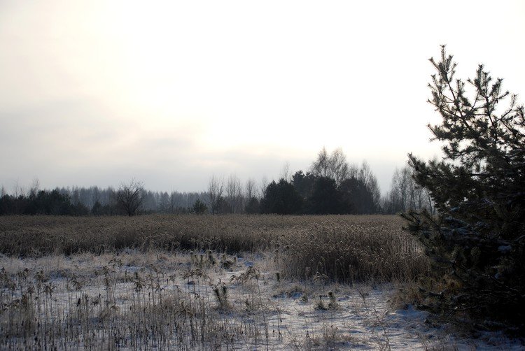 DSC_4788.JPG