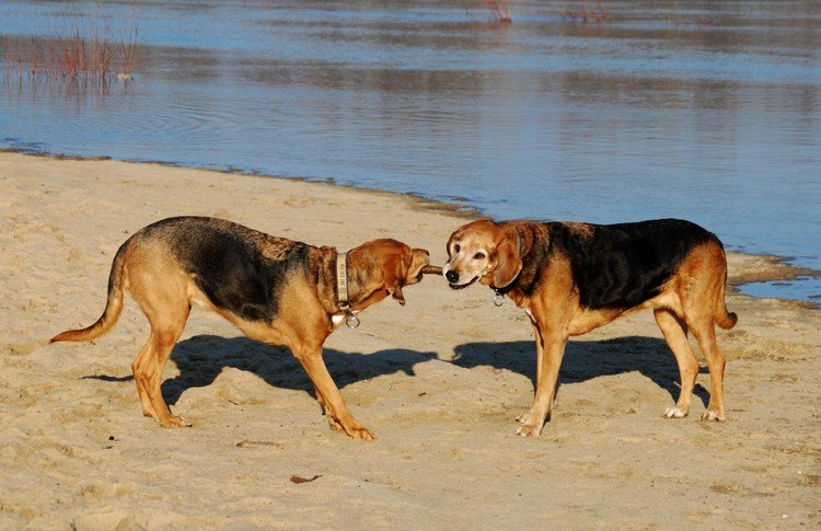 Młodzież szalała...a tym czasem na plaży odnaleziony został super atrakcyjny patyk...