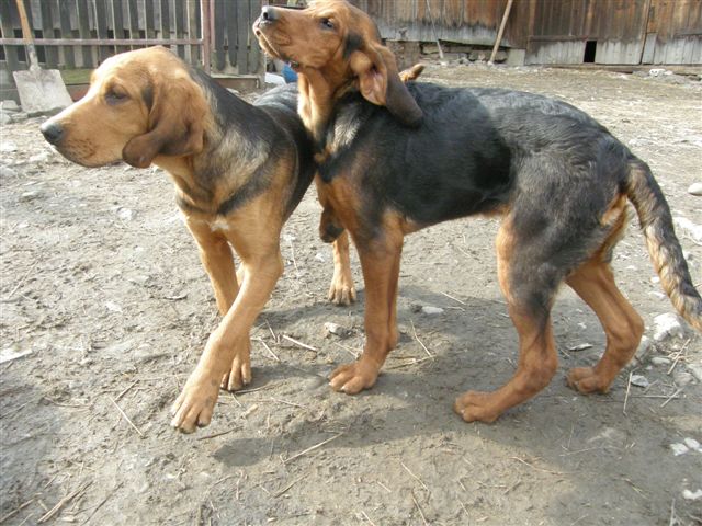 23..03.10 szczeniaki 007.jpg