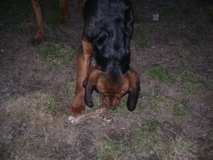 Cezar