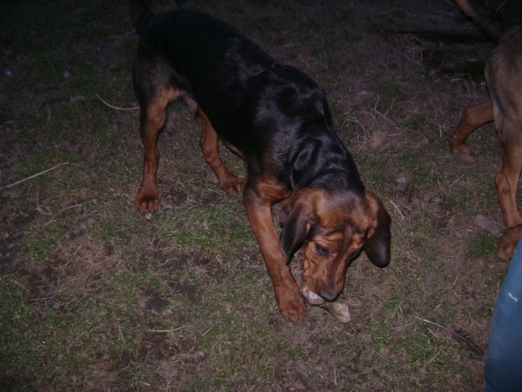Cezar