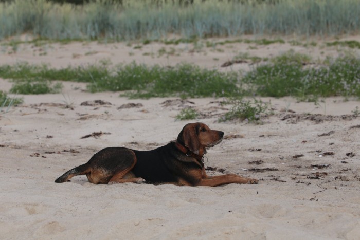 Wyspa Saaremaa