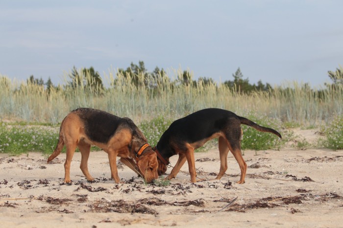 węszące na plaży.
