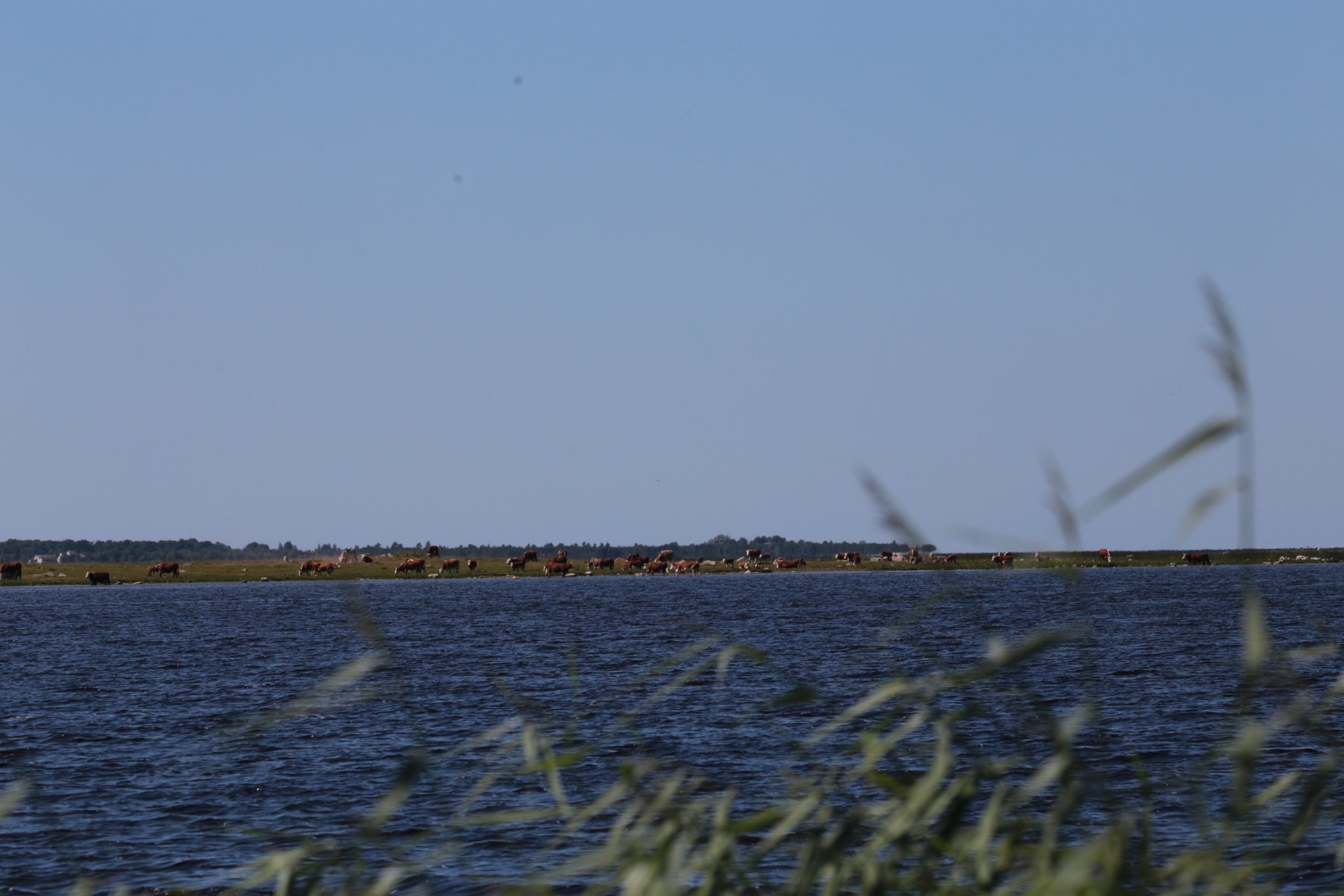 Estonia to również krowy, wszędzie piękne krowy.