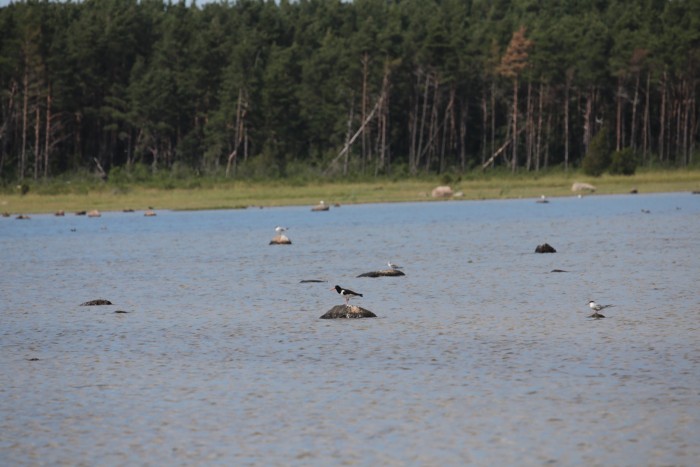 Ostrygojad.