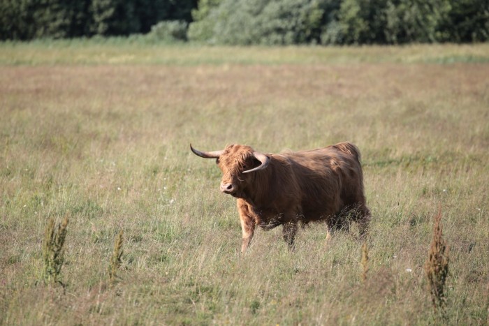 piękne.