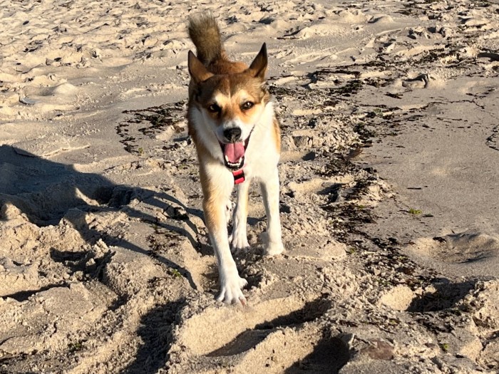 Lundehund przypadkowo spotkany nad morzem :).