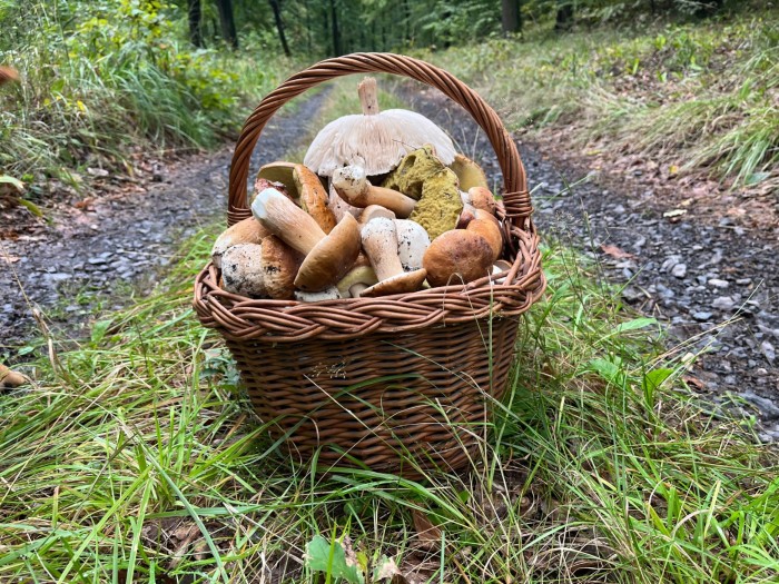 W tym czasie na Niemczańskich Wzgórzach grzybowe szaleństwo.