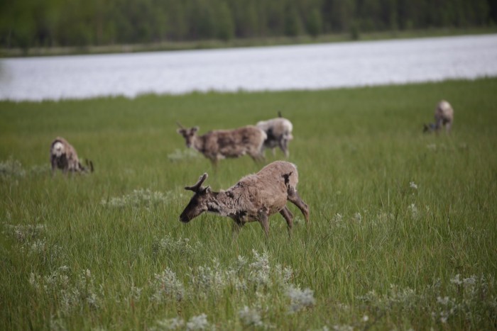 Karelia w pełnej krasie :)