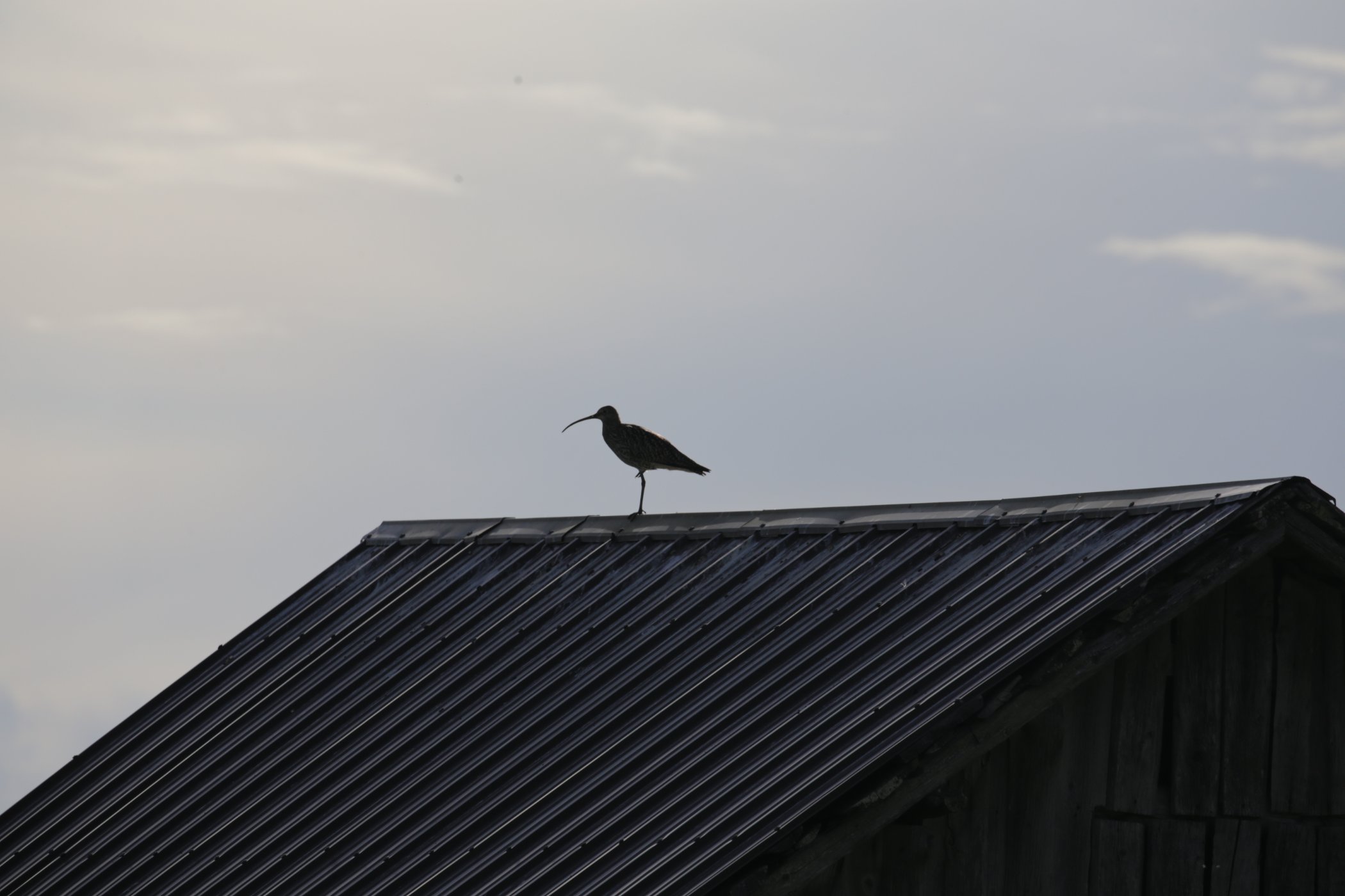 IMG_4681.JPG