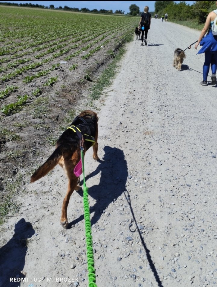 Gajowy Dogtrekking