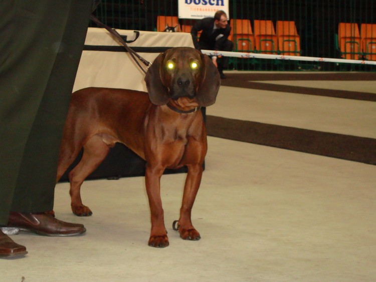 Ufodog :)