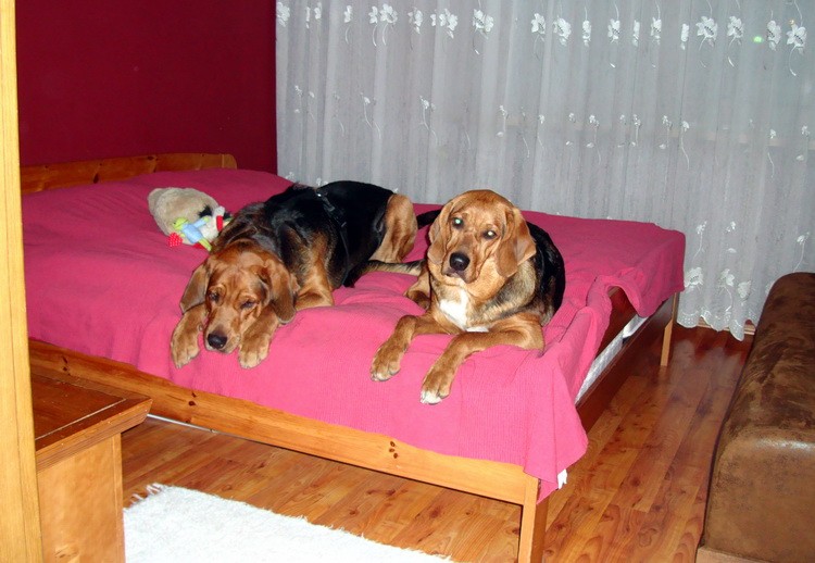 Wigro i Uchaty
