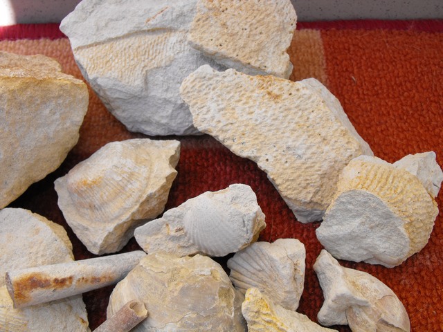 DSCF5007.JPG