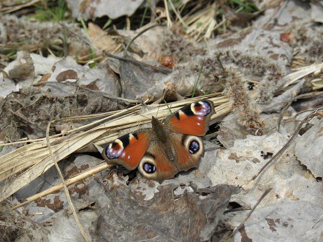 P4050302.JPG