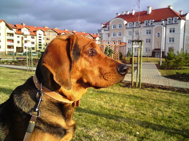 Smyk 9 mc.JPG