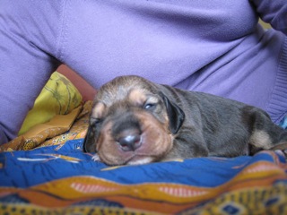 Teodorowy maluch 1.jpg