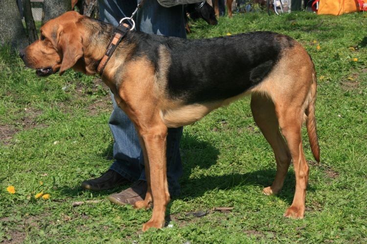 Burza