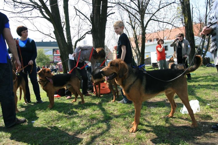 Sokół i Kontrabas ucięte to Czata i Minuta
