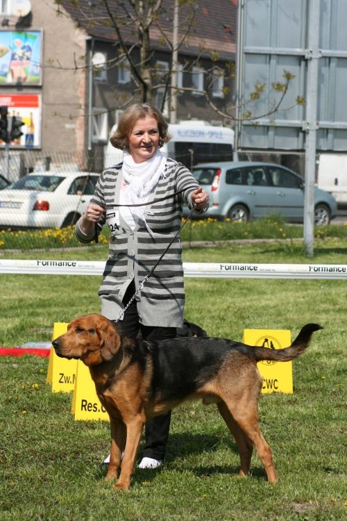 Sokół res. Cacib